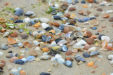 Voorbeeld foto schelp isolatie